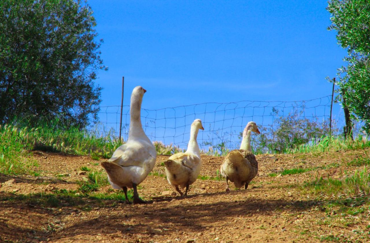 Agriturismomillefiori マンチャーノ エクステリア 写真